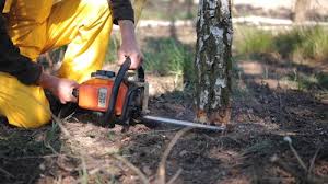 Reliable Port Charlotte, FL Tree Removal Solutions